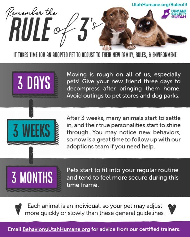 Rescue Dog Behavior Tips: Mastering Calm and Control