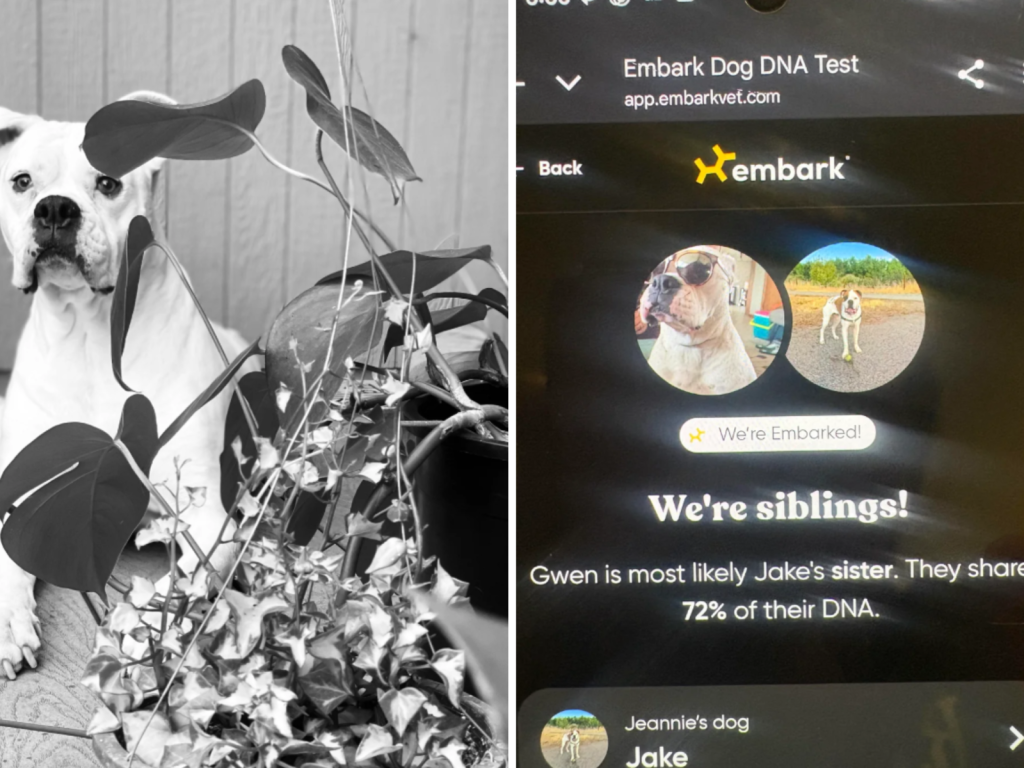 Rescue Dog DNA Test: Unveil Your Pup’s Ancestry