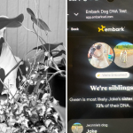 Rescue Dog DNA Test: Unveil Your Pup’s Ancestry