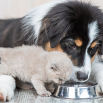 Rescue Dog Raised by Cats: Unlikely Friendship Unveiled