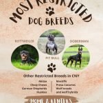 Restricted Dog Breeds Homeowners Insurance: Know Your Risks