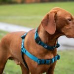 Rivian Dog Accessories: Elevate Your Pet’s Adventure
