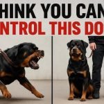 Rottweiler Dog Behaviour: Understanding Their Traits