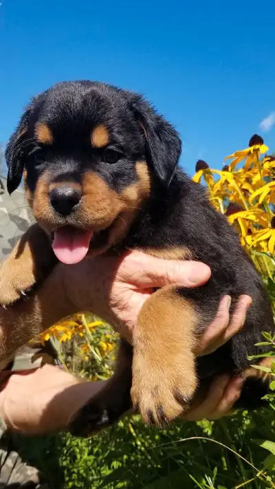 Best Rottweiler Rescue Dogs:Transforming Lives and Homes 2025