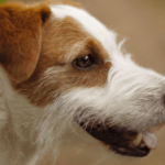 Russell Terrier Dog Breeds: Energetic Companions