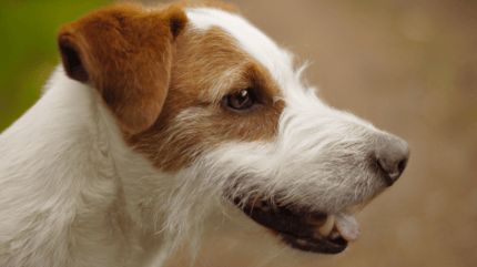 Russell Terrier Dog Breeds: Energetic Companions