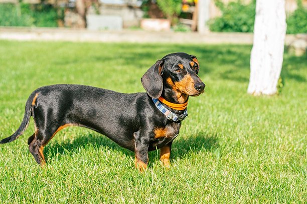 Sausage Dog Behaviour: Unveiling Their Quirky Traits