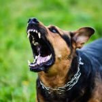 Scary Dog Breeds: Unraveling Their Fierce Mystique