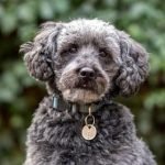 Schnoodle Dog Breeds: The Perfect Family Companion