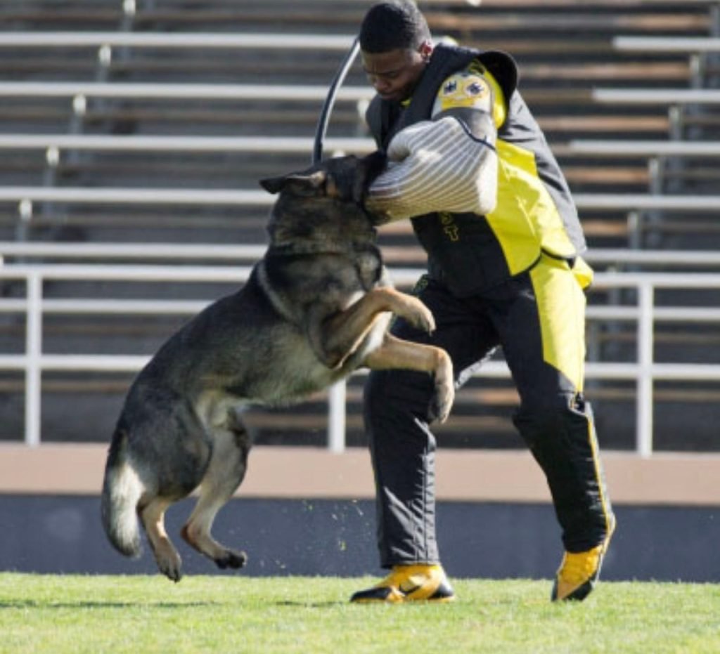 Schutzhund Dog Training: Mastering Canine Obedience Skills