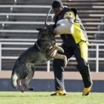 Schutzhund Dog Training: Mastering Canine Obedience Skills