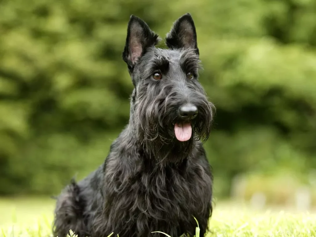 Scottie Dog Breeds: Discover Charming Companions