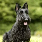 Scottie Dog Breeds: Discover Charming Companions