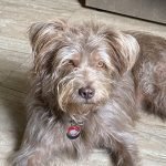 Scruffy Dog Breeds: Adorable Companions You’ll Love