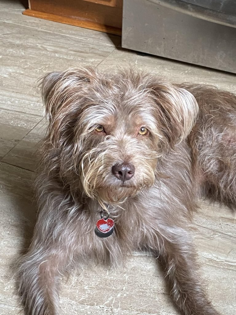 Scruffy Dog Breeds: Adorable Companions You’ll Love