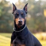 Security Dog Breeds: Top Picks for Home Protection