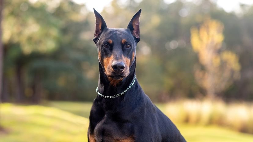 Security Dog Breeds: Top Picks for Home Protection