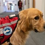 Service Dog Mental Health: A Path to Wellness