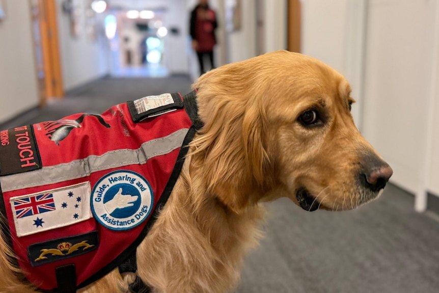 Service Dog Mental Health: A Path to Wellness