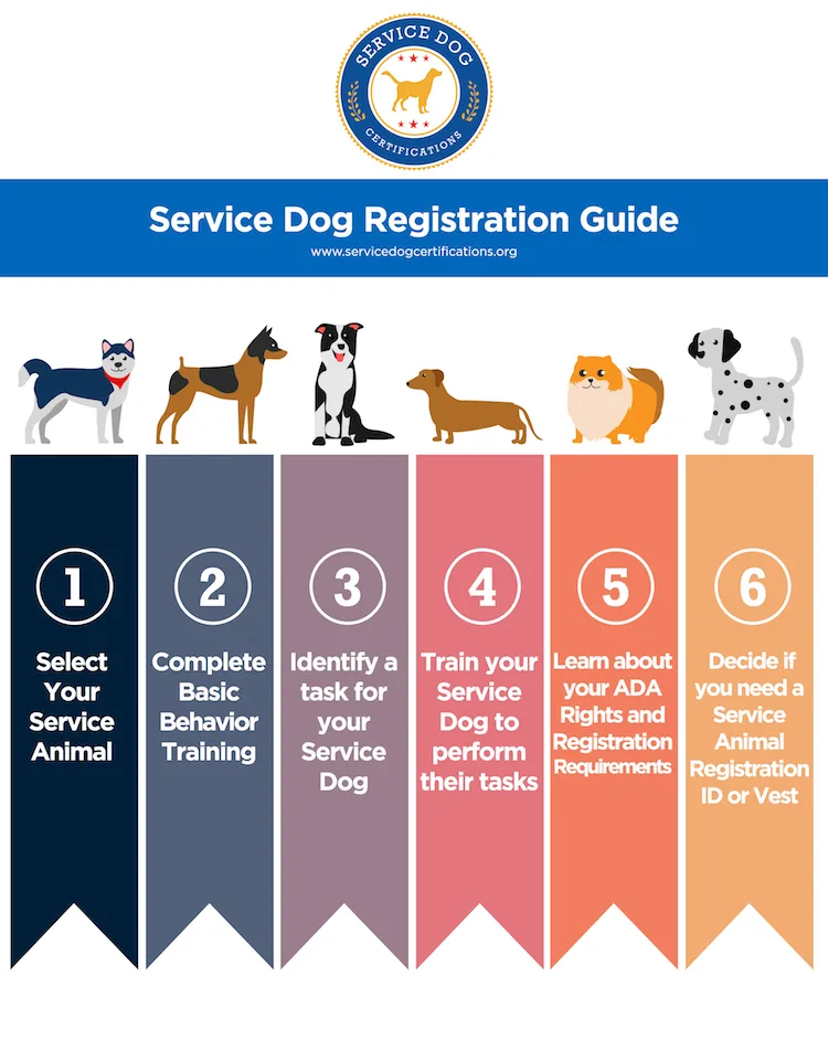 Service Dog Training Cost: What You Need to Know