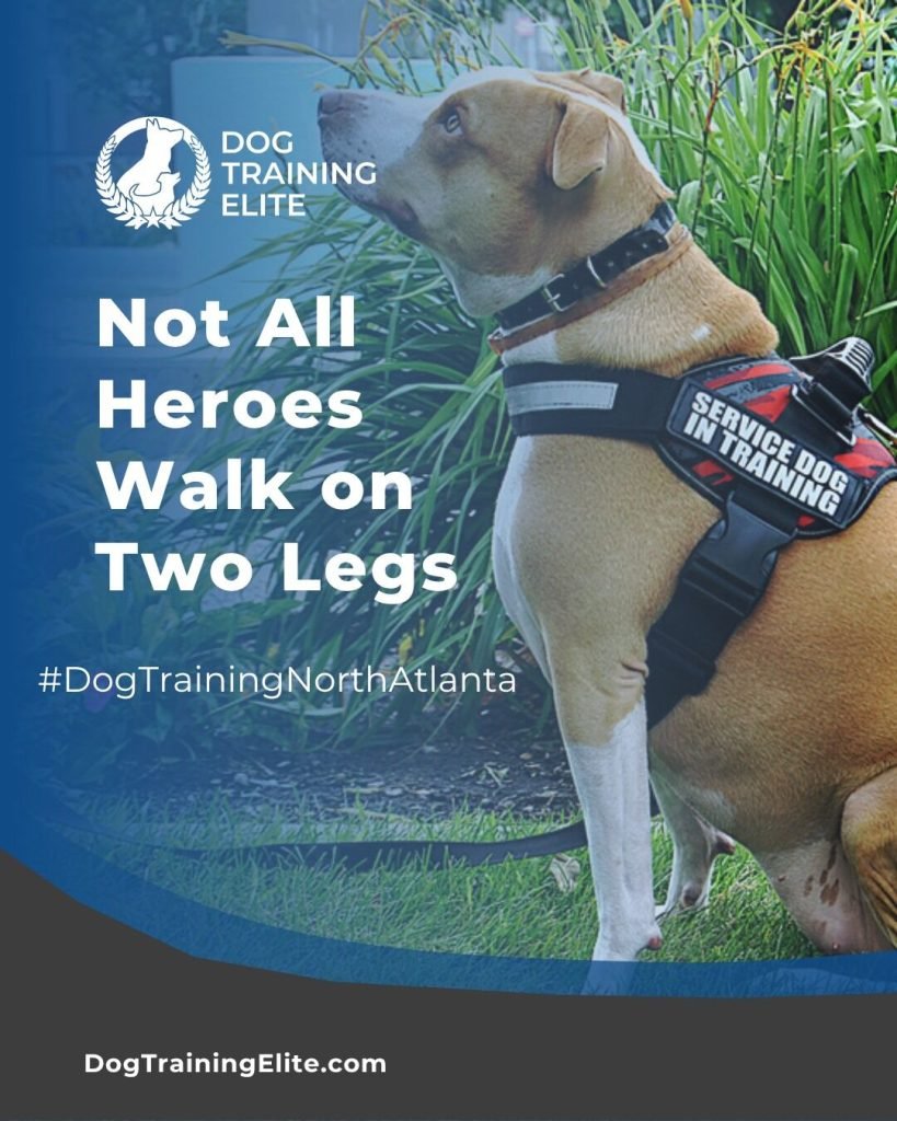 Service Dog Training for Emotional Support: A Complete Guide