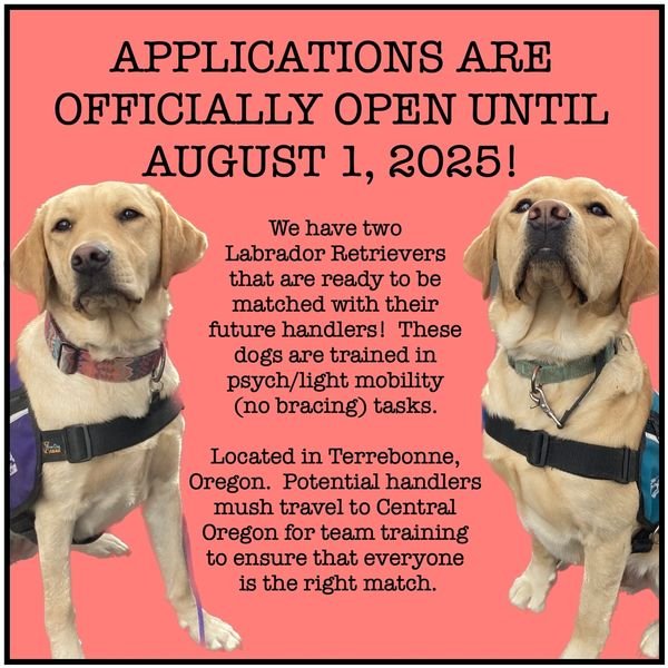 Service Dog Training Programs: Transform Lives Today