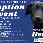 Shelter Dog Adoption Process: A Step-by-Step Guide