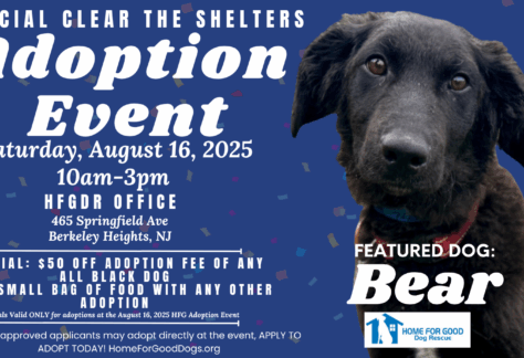 Shelter Dog Adoption Process: A Step-by-Step Guide