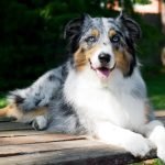 Shepherd Dog Breeds: Discover Loyal Companions