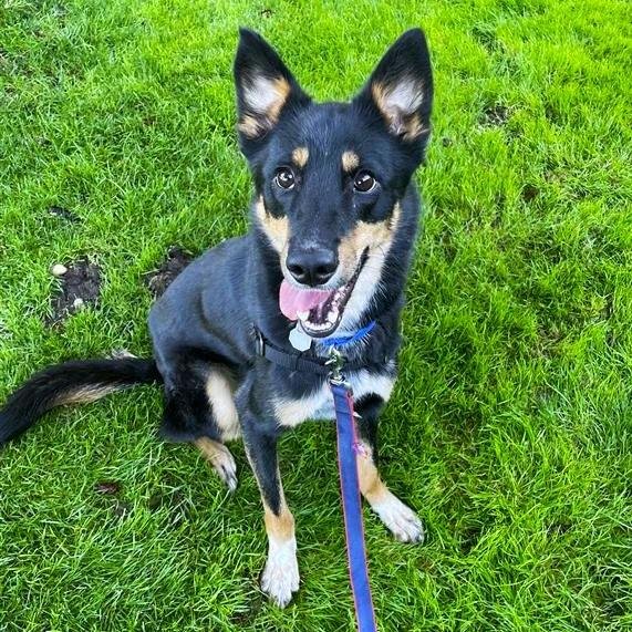 Shepherd Mix Dog Breeds: Discover the Perfect Companion