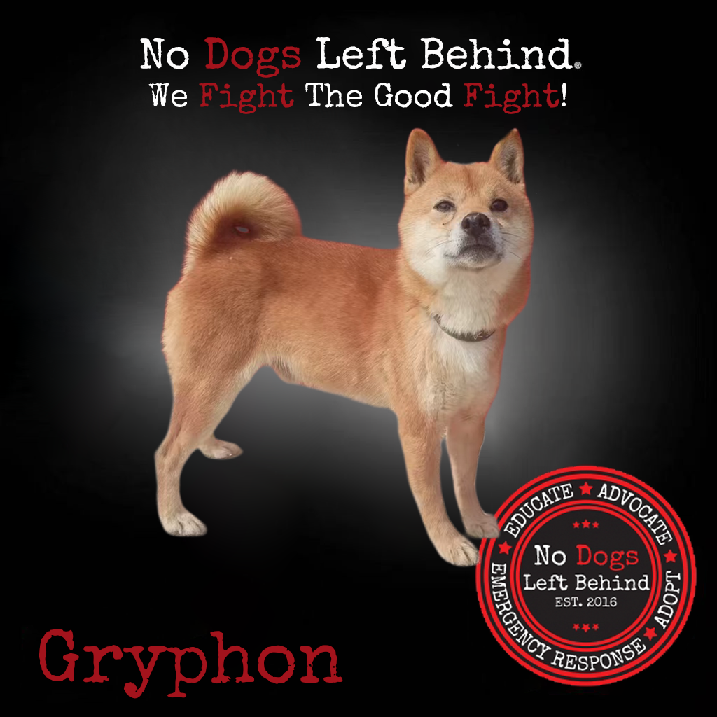 Shiba Inu Dog Health Problems: Essential Tips and Solutions