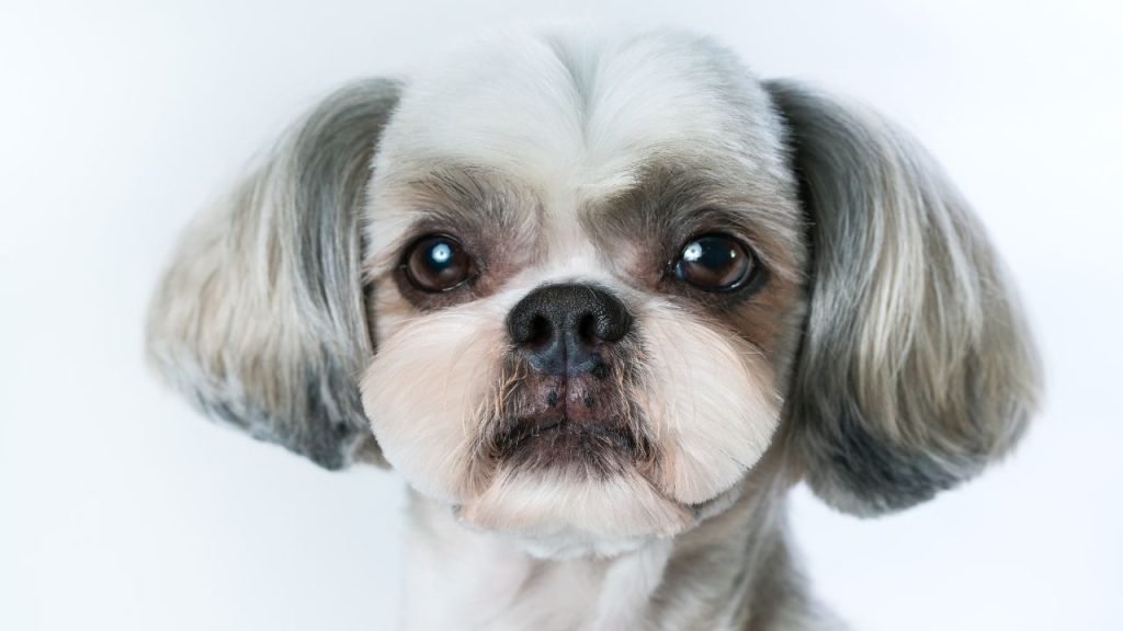 Shih Tzu Dog Grooming Styles: Transform Your Pup Today!