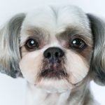 Shih Tzu Dog Grooming Styles: Transform Your Pup Today!