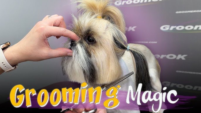 Shih Tzu Dog Grooming: Master Essential Techniques