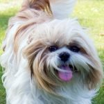 Shih Tzu Dog Health Problems: Essential Care Tips