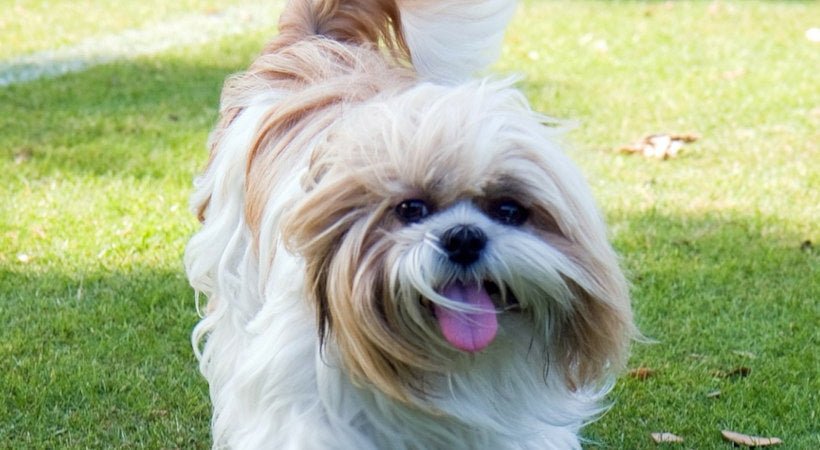 Shih Tzu Dog Health Problems: Essential Care Tips
