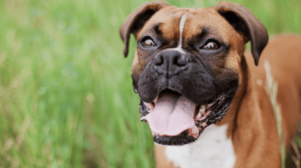 Short Hair Dog Breeds: Perfect Pets for Busy Owners