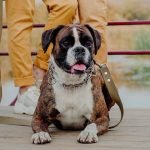 Short Haired Dog Breeds: Low-Maintenance Companions
