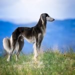 Sighthound Dog Breeds: Swift and Graceful Companions