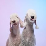 Silly Dog Breeds: Discover Their Playful Personalities