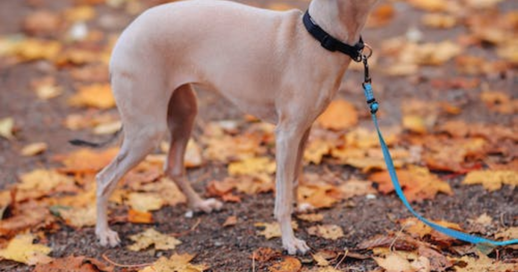 Skinny Dog Breeds: Sleek Companions for Your Home