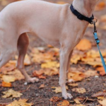 Skinny Dog Breeds: Sleek Companions for Your Home