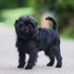 Small Black Dog Breeds: Cute Companions for Every Home