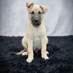 Small Dog Breeds for Adoption: Perfect Companions