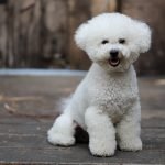 Small Dog Breeds Hypoallergenic: Allergy-Friendly Companions