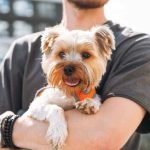 Small Dog Breeds New York: Top Picks for City Living