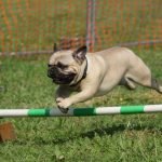 Small Dog Breeds That are Calm And Easy to Train: Top Picks