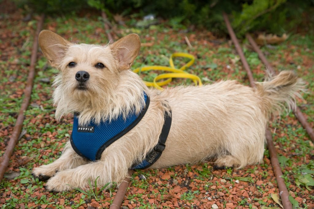 Small Dog Training: Expert Tips for Perfect Behavior