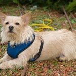 Small Dog Training: Expert Tips for Perfect Behavior
