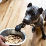 Small Dogs Diet: Essential Nutrition Tips for Health
